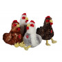 Poule sonore grise et blanche - 22 cm